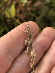 Anthenantia rufa