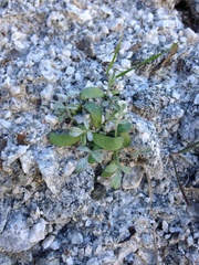 Astragalus tricarinatus