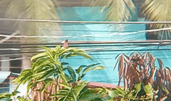Lonchura atricapilla