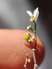 Euphorbia graminea