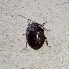 Antiteuchus