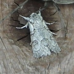 Acronicta tota