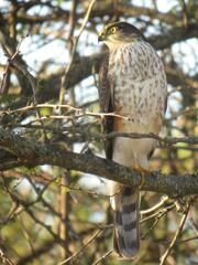 Accipiter striatus erythronemius