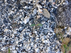 Astragalus tricarinatus