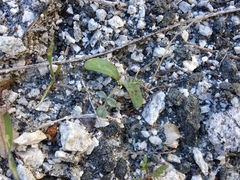 Astragalus tricarinatus