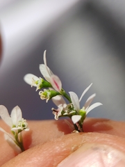 Euphorbia graminea