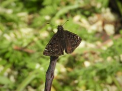 Erynnis juvenalis