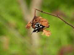 Pseudothyris sepulchralis