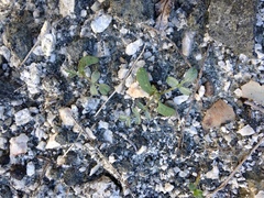 Astragalus tricarinatus