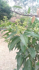 Cinnamomum kotoense