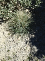 Astragalus tricarinatus