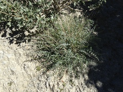 Astragalus tricarinatus