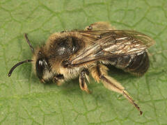 Colletes compactus compactus