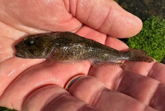 Cottus carolinae