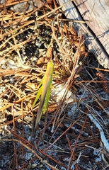 Stenacris vitreipennis