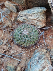 Mammillaria petrophila