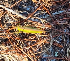 Stenacris vitreipennis