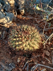 Mammillaria petrophila