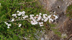 Leptospermum rupestre