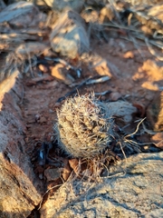 Mammillaria schumannii
