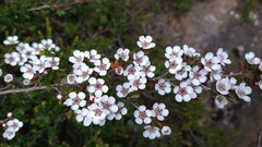 Leptospermum rupestre