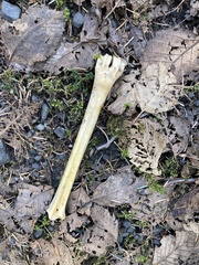 Odocoileus hemionus sitkensis