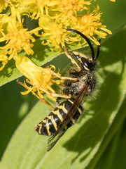 Dolichovespula norvegicoides