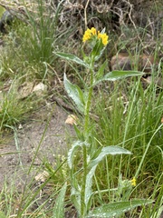 Amsinckia spectabilis