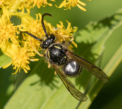 Dolichovespula norvegicoides