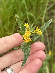 Amsinckia spectabilis