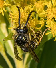 Dolichovespula norvegicoides