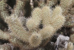 Cylindropuntia wolfii