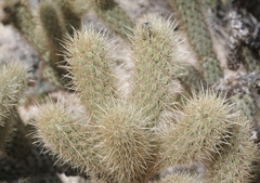 Cylindropuntia wolfii