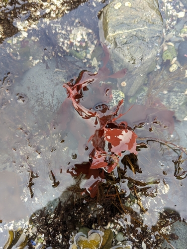 Image of Opuntiella californica by (c) Kalvin Chan, some rights reserved (CC BY)