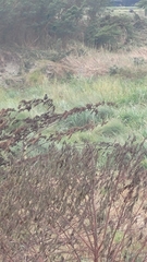 Acridotheres javanicus