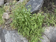 Amsinckia spectabilis