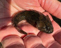 Cottus carolinae