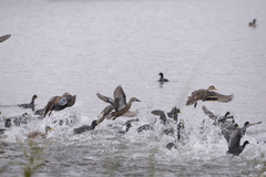 Anas georgica spinicauda