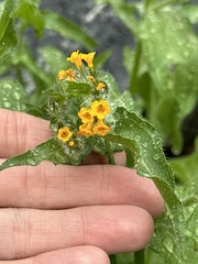 Amsinckia spectabilis