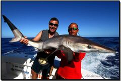 Carcharhinus signatus