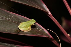 Hyla chinensis