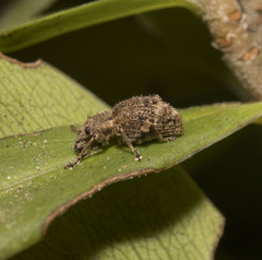 Dasydema hirtella