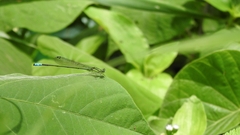 Acanthagrion