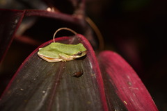 Hyla chinensis