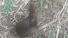 Dasyprocta variegata