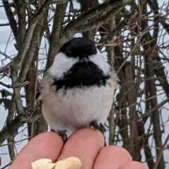 Poecile atricapillus