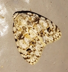 Clemensia ochreata