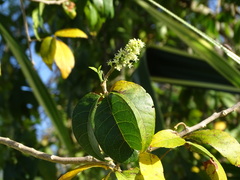 Thouinia paucidentata