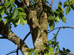 Thouinia paucidentata