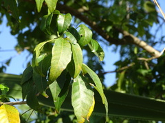 Thouinia paucidentata